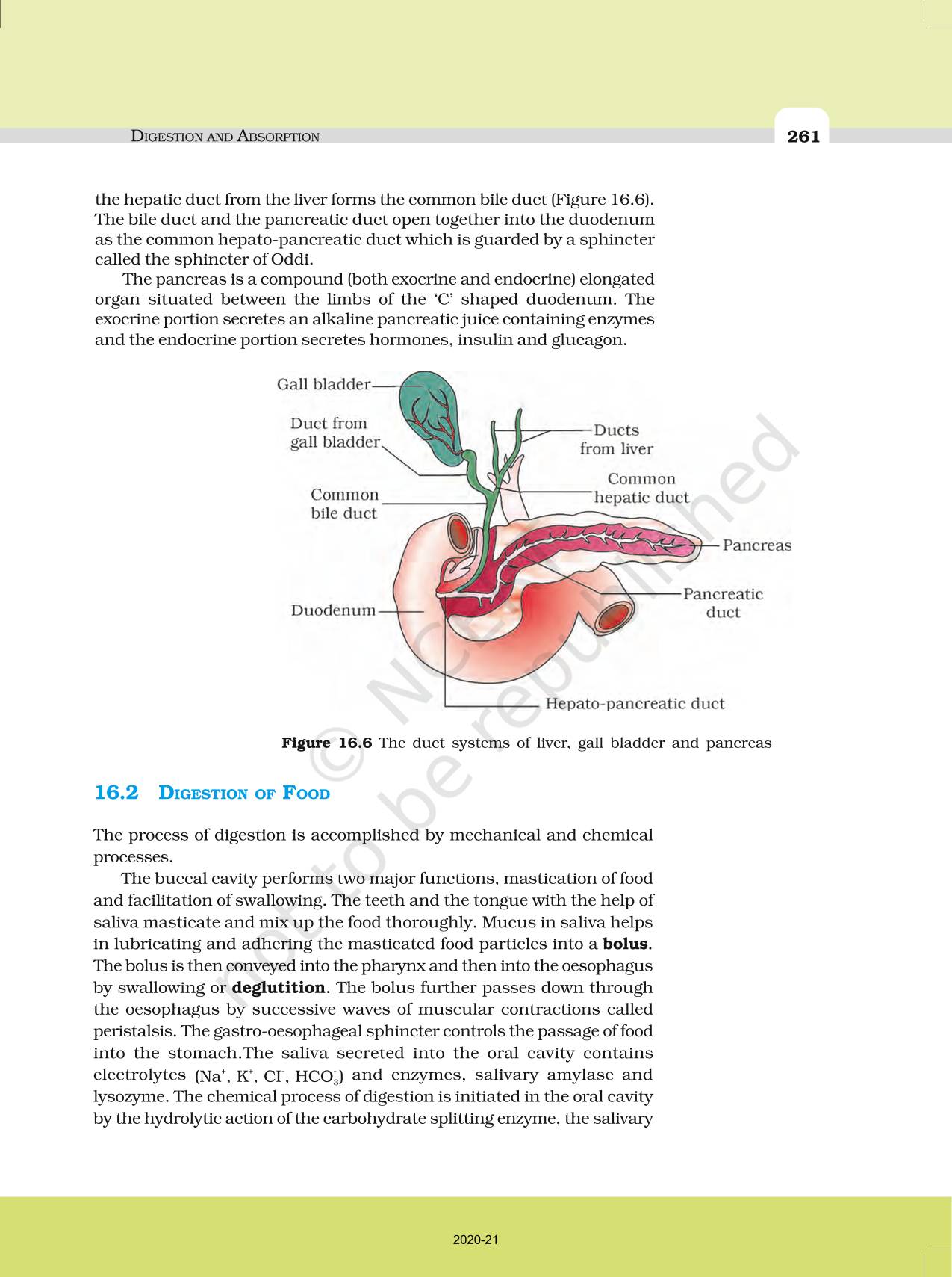 Digestion And Absorption NCERT Book Of Class 11 Biology